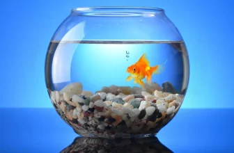 How Do I Acclimate New Fish to My Aquarium to Minimize Stress?