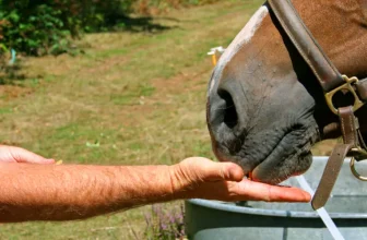 How Can I Create a Balanced Diet for My Horse Based on Its Age, Activity Level, and Breed?