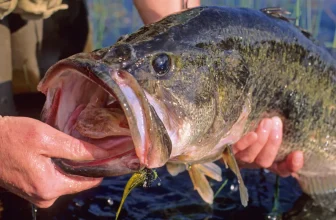 How Do I Identify and Treat Common Diseases in Freshwater Fish?