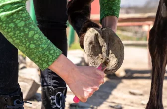 How Do I Properly Care for My Horses Hooves and Prevent Common Hoof Problems?