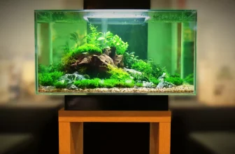 What Are the Key Factors to Consider When Setting up a Freshwater Aquarium?