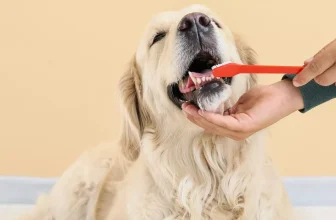 Why Is It Important to Keep My Dogs Teeth Clean, and How Can I Do It?
