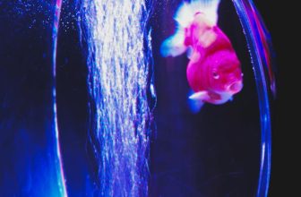 choosing beginner friendly aquarium fish