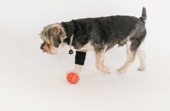 indoor dog entertainment ideas