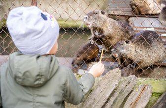 small rodent cage setups
