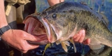 How Do I Identify and Treat Common Diseases in Freshwater Fish?