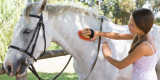 What Are the Essential Items Needed for Grooming a Horse, and How Often Should It Be Done?