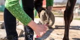 How Do I Properly Care for My Horses Hooves and Prevent Common Hoof Problems?