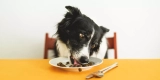 How Do I Choose the Right Food for My Dogs Breed and Age?