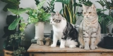 How Can I Create an Enriching Indoor Environment for My Cat?
