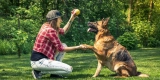 How Can I Teach My Dog Basic Obedience Commands Like Sit, Stay, and Down?
