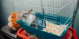 What Are the Different Bedding Options for Small Animal Cages, and Which Ones Are Safest and Most Comfortable?