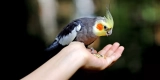 What Are the Nutritional Requirements for Different Species of Pet Birds?
